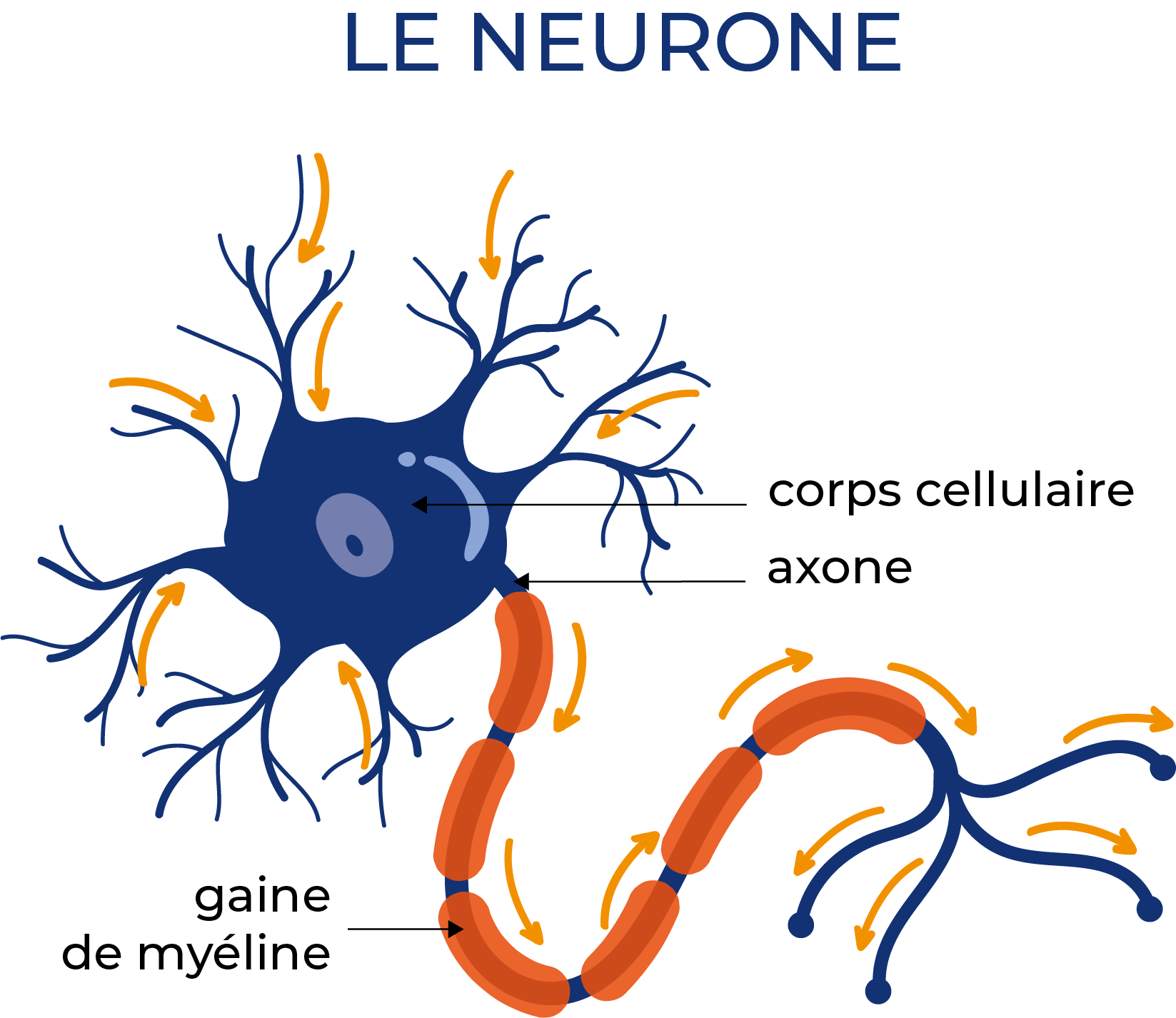 Le neurone - schema