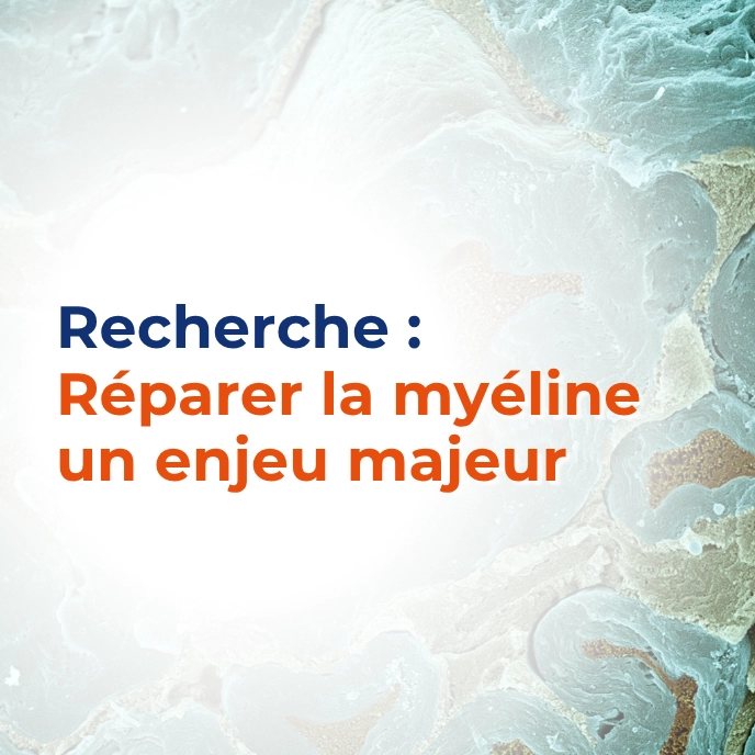 Découverte d'une nouvelle voie de signalisation favorisant la réparation de la myéline